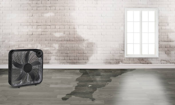 Best Water damage restoration near me  in Tazewell, VA